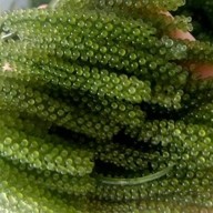 สาหร่ายพวงองุ่นbynana