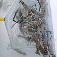 คนชอบกระเพรา