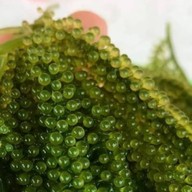 สาหร่ายพวงองุ่นbynana