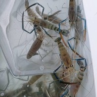 คนชอบกระเพรา