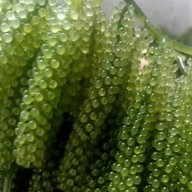 สาหร่ายพวงองุ่นbynana