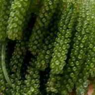 สาหร่ายพวงองุ่นbynana