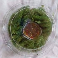 สาหร่ายพวงองุ่นbynana