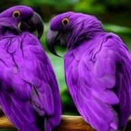 Purple parrot foods