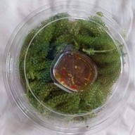 สาหร่ายพวงองุ่นbynana