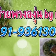 สาหร่ายพวงองุ่นbynana