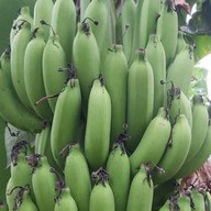 บิ๊กบอล