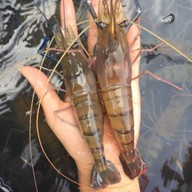 กุ้งก้ามกรามเป็นๆ