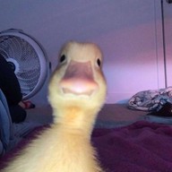 ครัวป้าฐา แกงเขียวหวาน