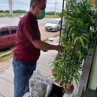 สเต็กกัญชา By Dorio สมุทรสงคราม