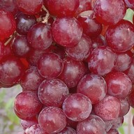 ผลไม้สด ดอง ฟ้าใส