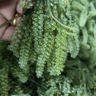 สาหร่ายพวงองุ่นbynana