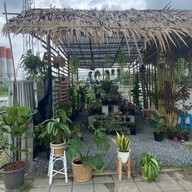 ผัดไทยในสวน