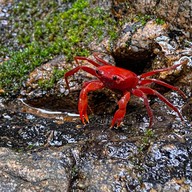 น้ำตกโตนไทร