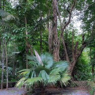 น้ำตกโตนไทร