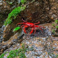 น้ำตกโตนไทร