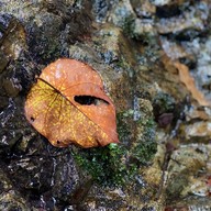 น้ำตกโตนไทร