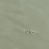 แพกิ่งกาญจน์ ฟิชชิ่ง & โฮมสเตย์