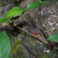 น้ำตกโตนไทร