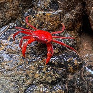 น้ำตกโตนไทร