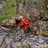 น้ำตกโตนไทร