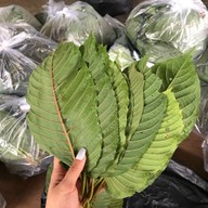 ใบกระท่อมสด