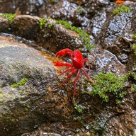 น้ำตกโตนไทร