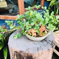 แมคเลย แมคเลย แมคคาเดเมีย