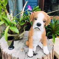 แมคเลย แมคเลย แมคคาเดเมีย