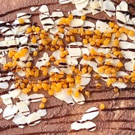 นอนรอเครป