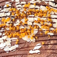 นอนรอเครป