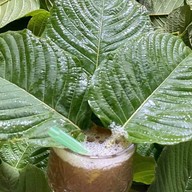 ใบกระท่อม & น้ำกระท่อม นนทบุรี