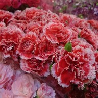 Max Florists ขายดอกไม้นวลจันทร์