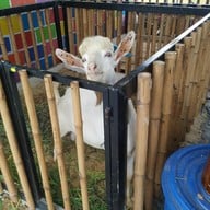 บรรยากาศ แปดเซียนคาเฟ่ 8Sien Cafe’