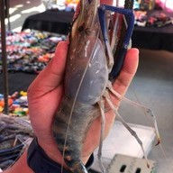 โอปป้า อีสานแซ่บ