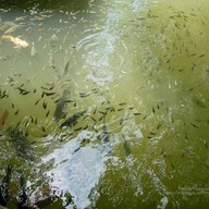 ตลาดน้ำพันท้ายนรสิงห์