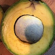 Avocadian