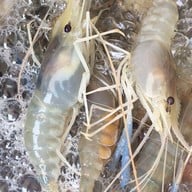 เฮงกุ้งเป็น (ดรีมแลนด์)