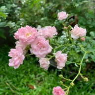 44November coffee (ซอยตรอกมะยม เทศบาล13) 44November