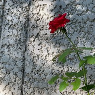 44November coffee (ซอยตรอกมะยม เทศบาล13) 44November