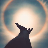 เมนูข้าว