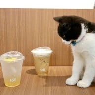 เทล คาเฟ่ TELLCOFFEE&CO.