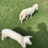 Chada Café And Restaurant