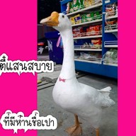 ตี๋แสนสบาย