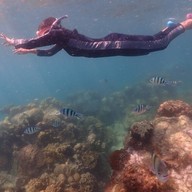 บรรยากาศ ดำน้ำแสมสาร Nicha Snorkeling