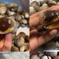 หอยลวกบายใจ