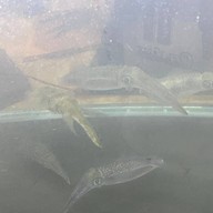 เสพติดหมึก