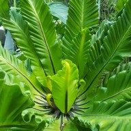 ใบมาก Coffee Park