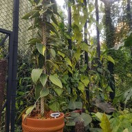 ใบมาก Coffee Park