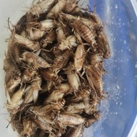 บ้านแมลงอ้อมน้อย